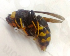 Raa de vespa velutina capturada en Berdillo